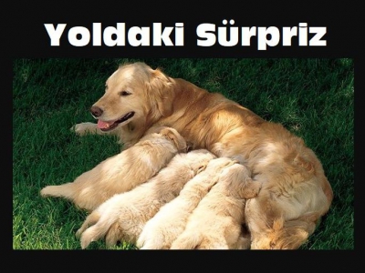 Yoldaki Sürpriz